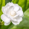 jasmine-sambac