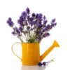 Lavender Distillate Water