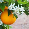 Orange Blossom Distillate Water
