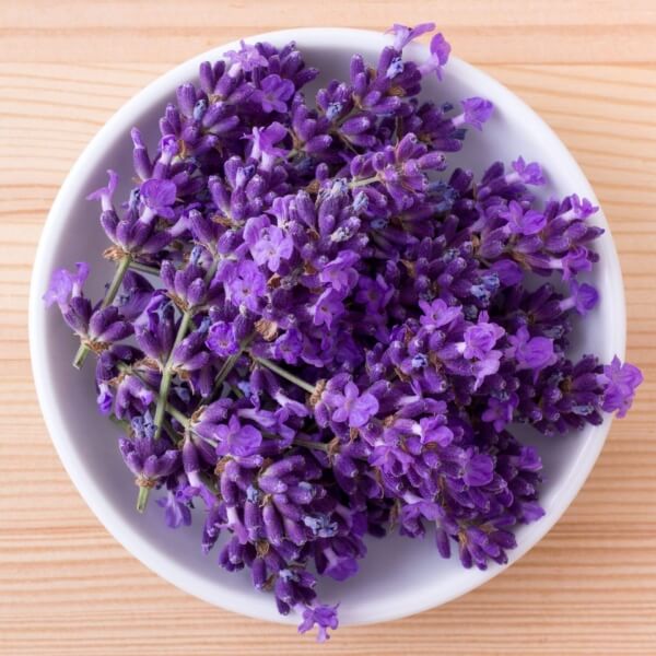 fresh-lavender