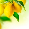 ff-lemon1