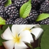 Blackberry Patchouli Fragrance Oil