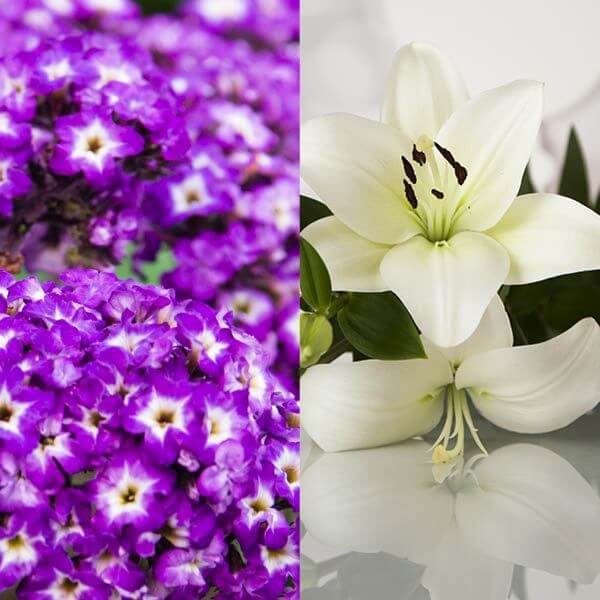 Heliotrope & Lily Fragrance Oil