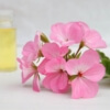 Rose Geranium Fragrance Oil