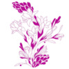 Tuberose Lily Fragrance Oil